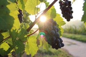 Zaštita vinove loze od bolesti i štetočina